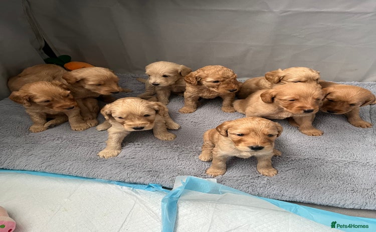 Mixed Breed dogs - Advert 10