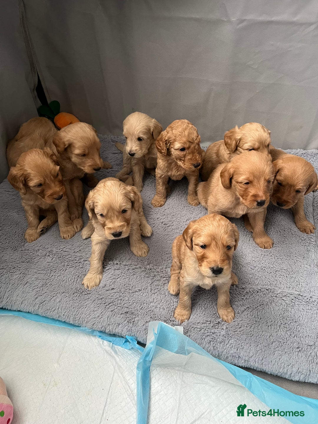 Mixed Breed dogs for sale: 10 gorgeous labradoodle pups - Image 1