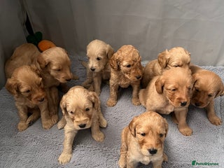 Mixed Breed dogs - Advert 1