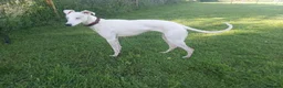Lurcher dogs for sale: Absolutely stunning, deaf young lurcher in Barnsley - Advert 4