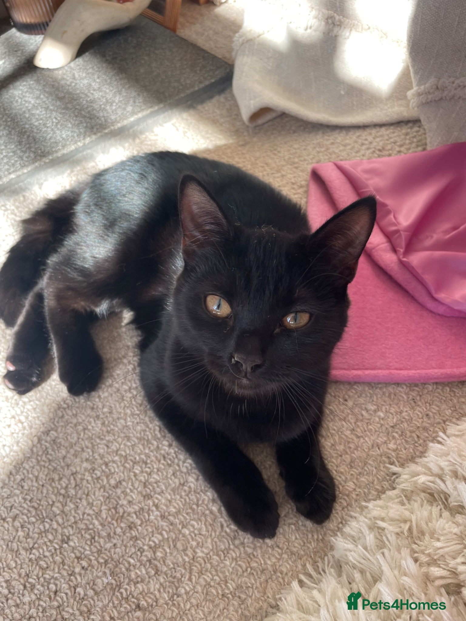 Mixed Breed cats Cross burmese - Advert 14