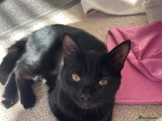 Mixed Breed cats Cross burmese - Advert 14