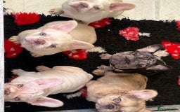 French Bulldog dogs for sale: Velvet and Fluffy french bulldogs  - Image 9