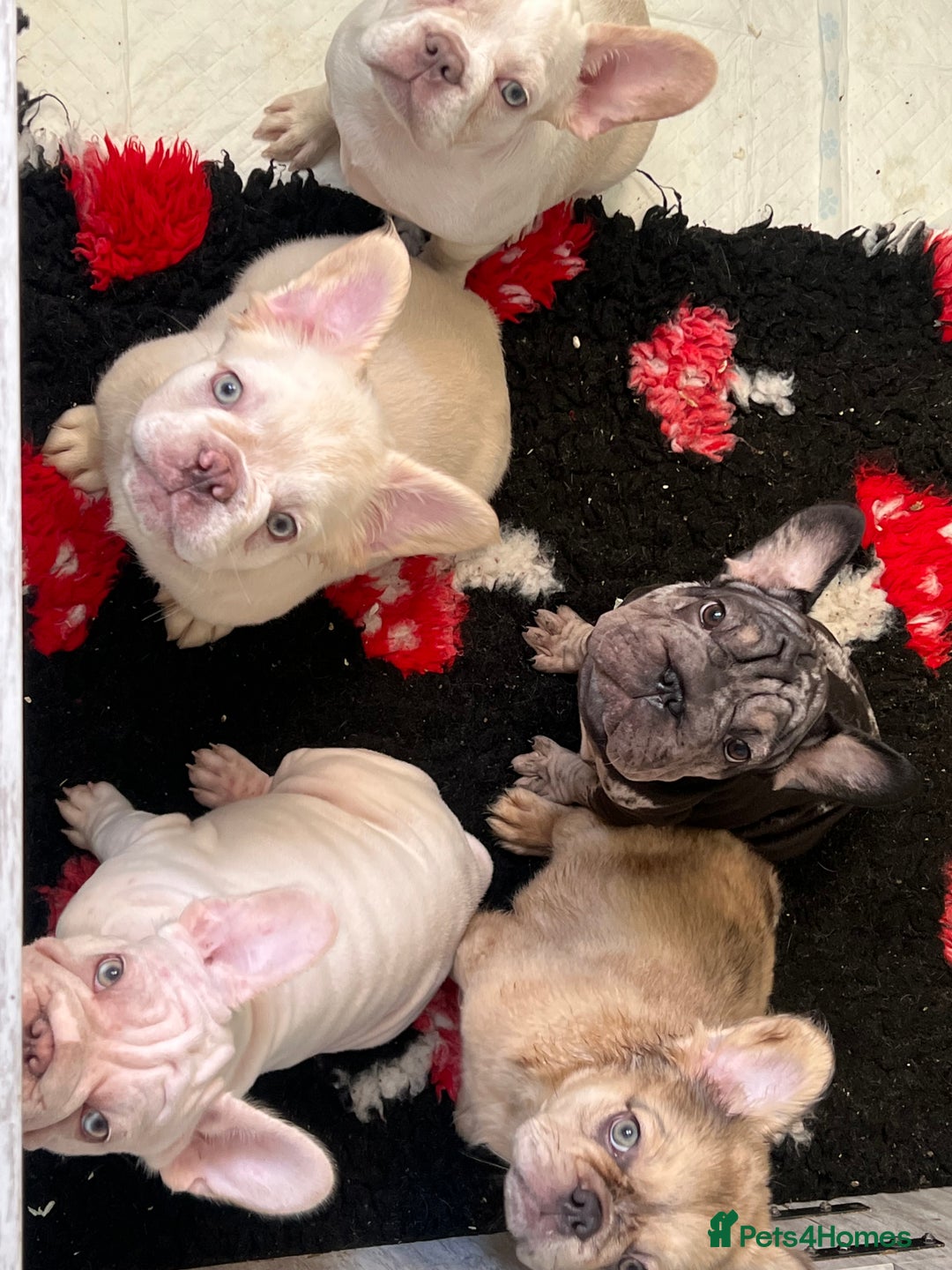 French Bulldog dogs for sale: Velvet and Fluffy french bulldogs  - Image 9