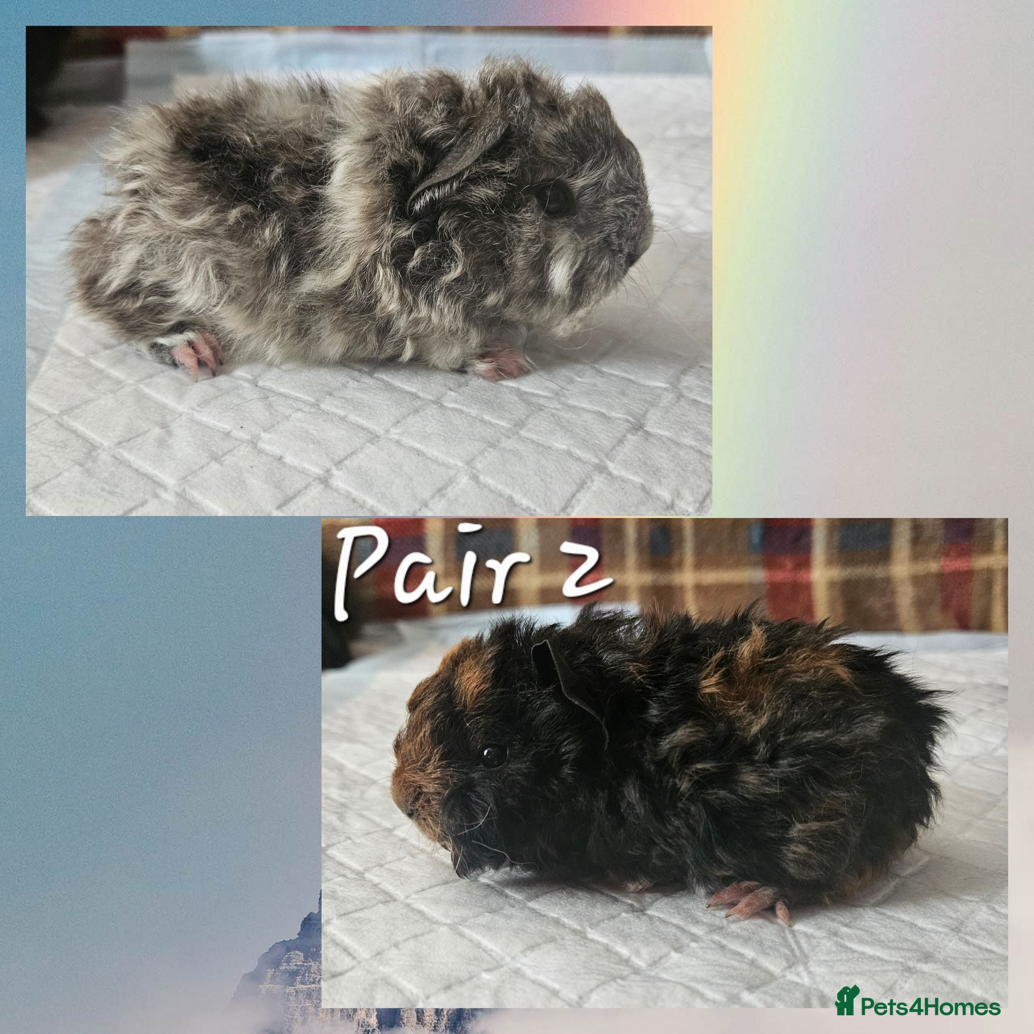 Guinea Pig rodents BEAUTIFUL FUNKY BABIES - Advert 2