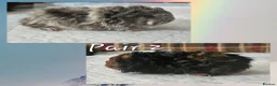 Guinea Pig rodents for sale: BEAUTIFUL FUNKY BABIES - Advert 2