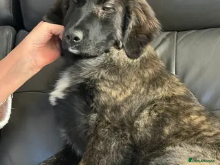 Mixed Breed dogs Coco is 18 week old female Macedonian rescue - Advert 10