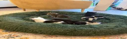 Mixed Breed cats for sale: 6 beautiful kittens ready for their forever home  - Advert 7