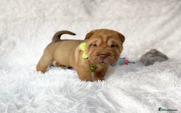 Shar Pei dogs for sale: ⭐️Quality Shar pei puppies for sale⭐️ - Image 17