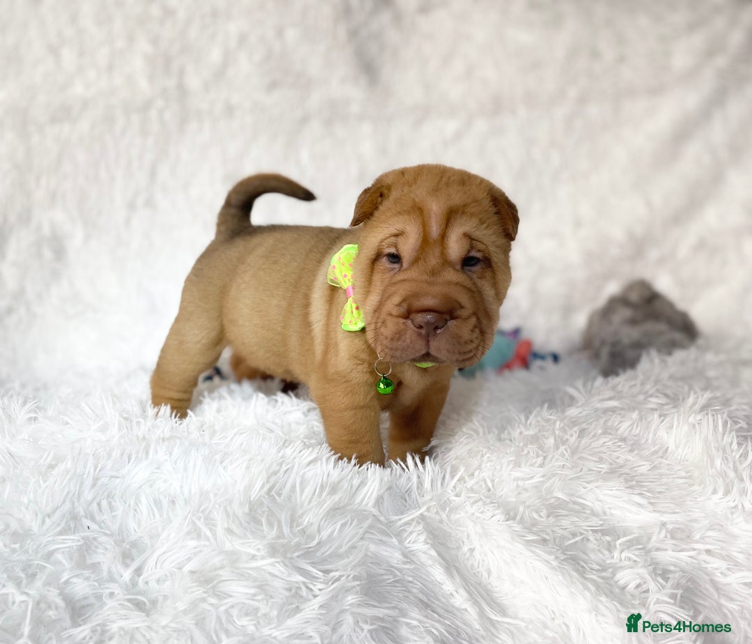Shar Pei dogs for sale: ⭐️Quality Shar pei puppies for sale⭐️ - Image 17