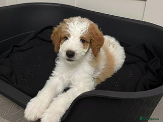 Double Doodle dogs Parti Double Doodles🐾 - Advert 17