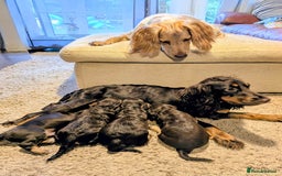Cocker Spaniel dogs for sale: Brown and Tan cocker spaniel puppies - Image 8