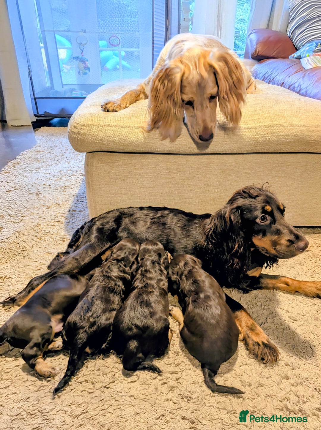 Cocker Spaniel dogs for sale: Brown and Tan cocker spaniel puppies - Image 8