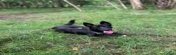 Mixed Breed dogs for sale: 10 month old puppy Luna needs rehoming in Glasgow - Advert 1