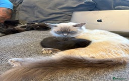 Mixed Breed cats for sale: 5 beautiful mix bread ragdoll fluffy kittens  - Image 17