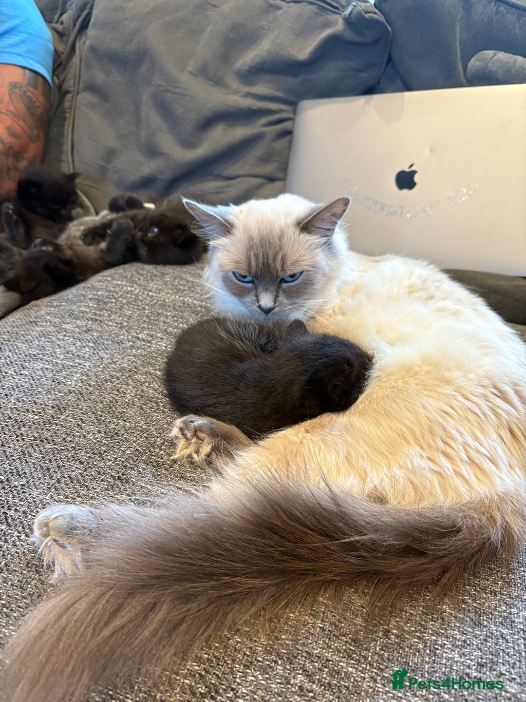 Mixed Breed cats for sale: 5 beautiful mix bread ragdoll fluffy kittens  - Image 17