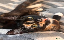 Mixed Breed cats for sale: 2 kittens  - Image 19