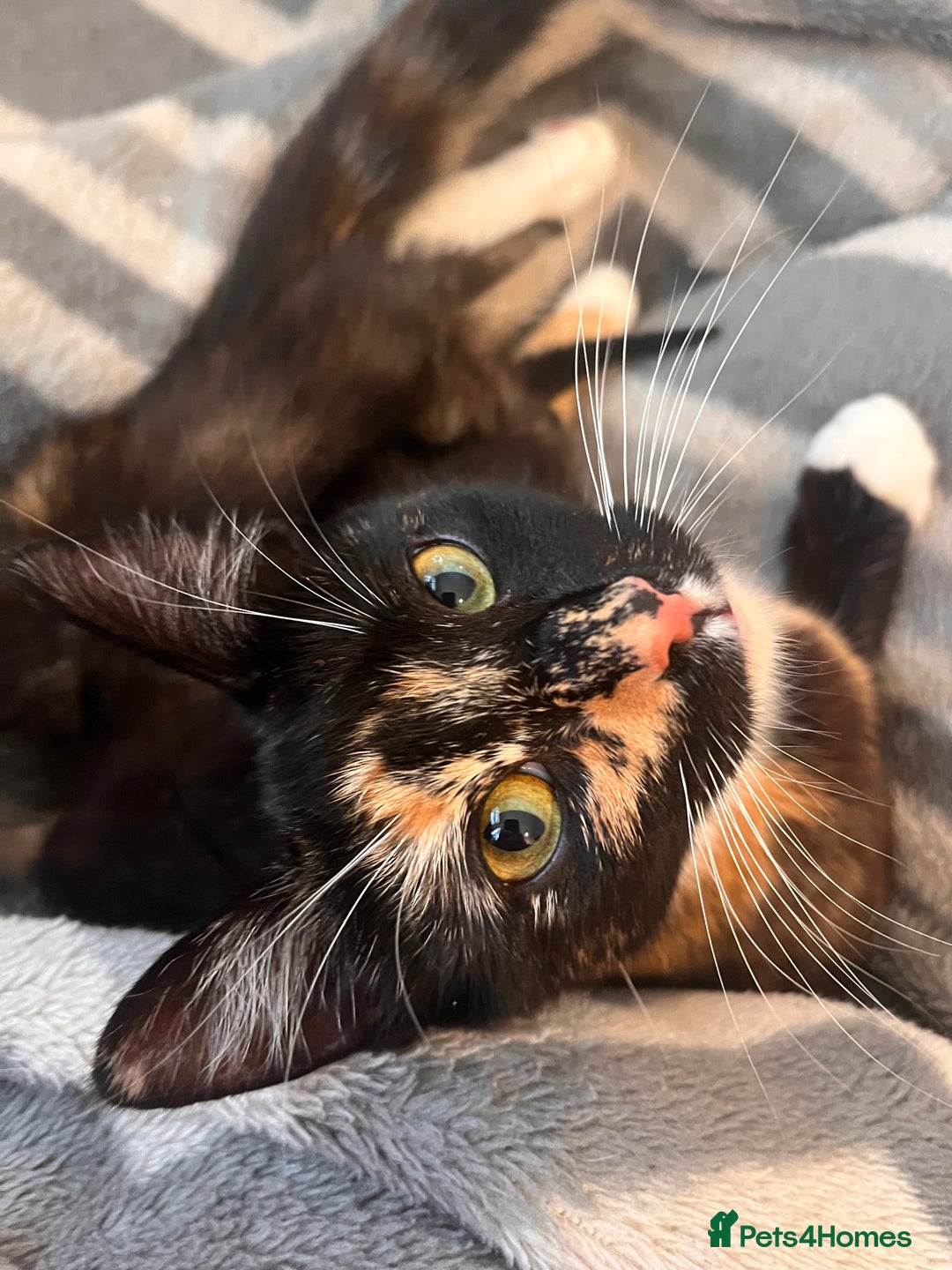Mixed Breed cats for sale: 2 kittens  - Image 19