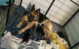 German Shepherd dogs for sale: German shepherd  - Image 37