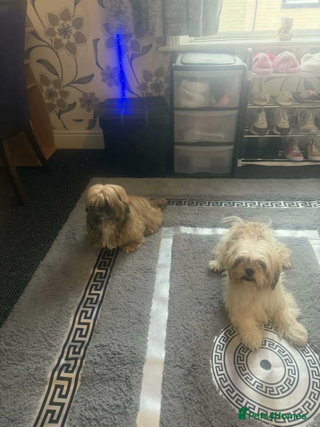 Shih Tzu dogs for sale: 2 female shihztu mother and puppy  in Nelson - Advert 2