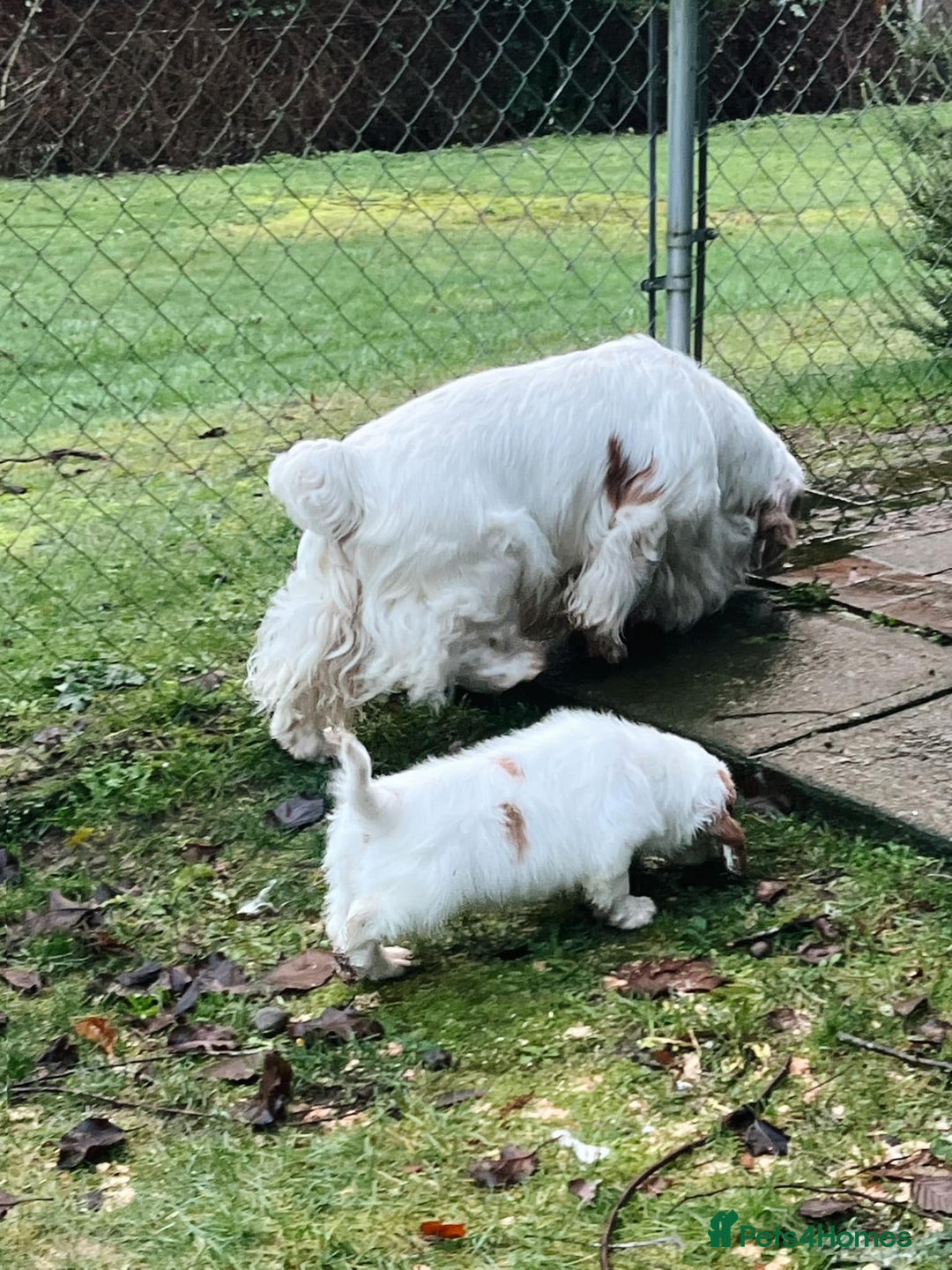 Clumber Spaniel dogs for sale: affectionate Clumber Spaniel to join your family - Advert 5