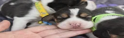 Beagle dogs for sale: Beautiful beagle puppies  in Rugby - Advert 3