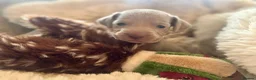 Weimaraner dogs for sale: ✨ KC Weimaraner Puppies — Champion Bloodlines ✨ - Advert 9