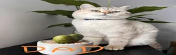 Scottish Fold cats for sale: 5 Beautiful Scottish Kittens Ready for Homes 🐾 - Advert 26