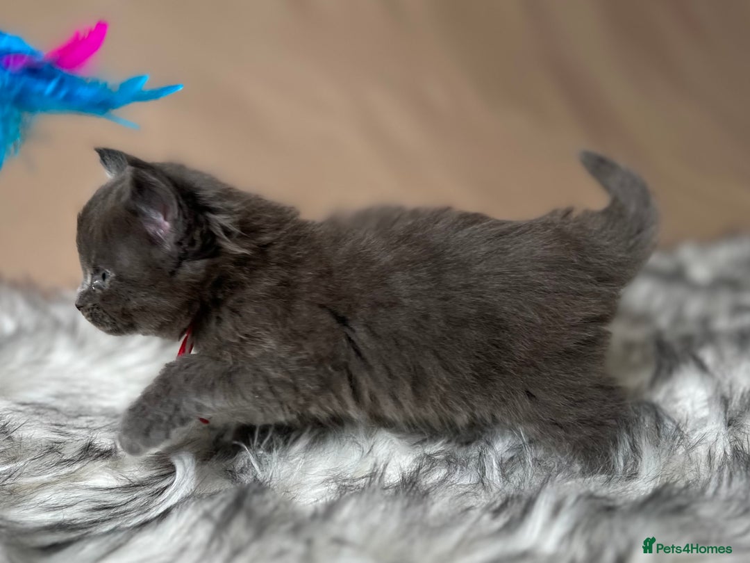Maine Coon cats for sale: Maine coon kittens blue silver smoke rare colours - Advert 27