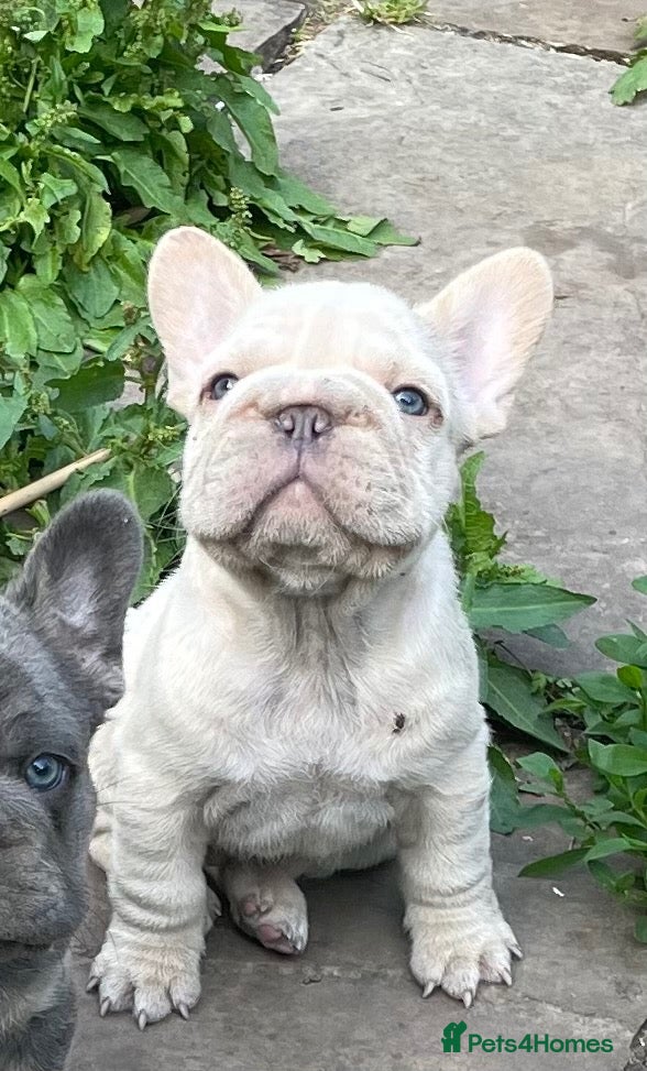 French Bulldog dogs KC QUALITY HEALTH TESTED FRENCH BULLDOG PUPPIES  - Advert 9