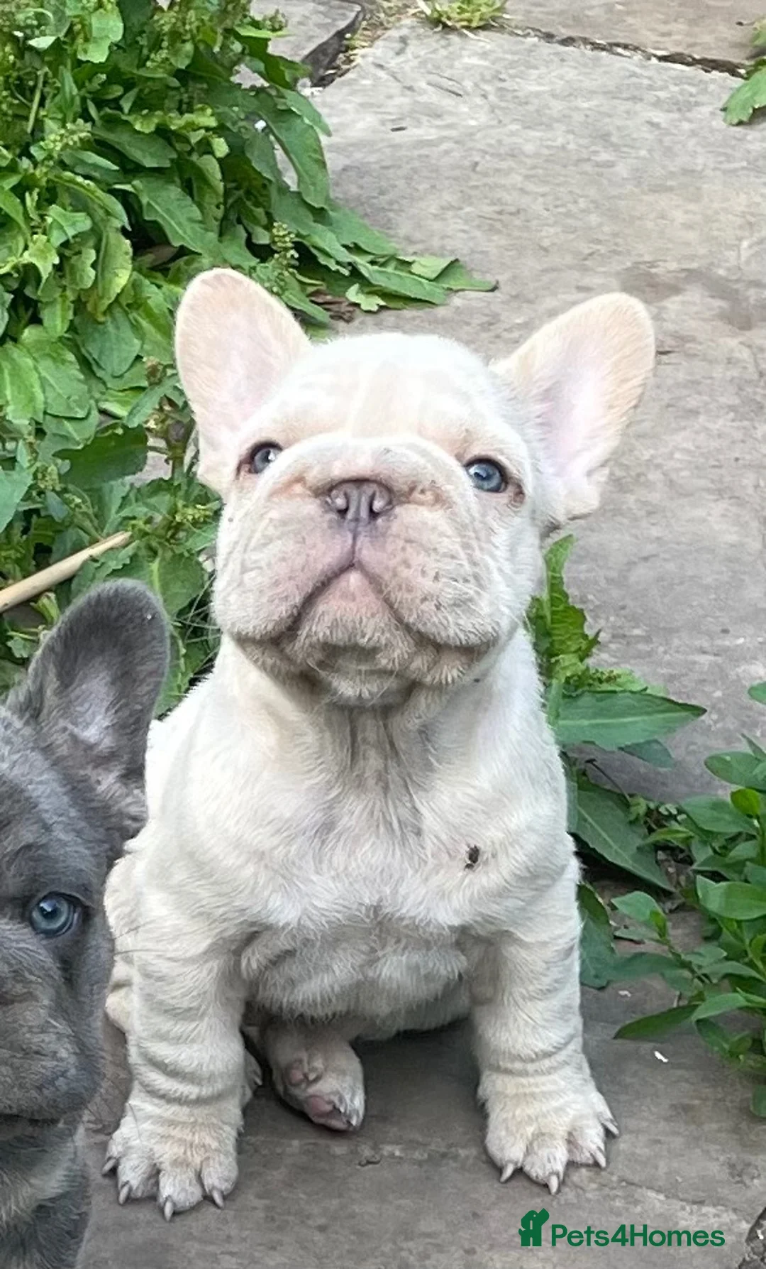 French Bulldog dogs for sale: KC QUALITY HEALTH TESTED FRENCH BULLDOG PUPPIES  - Advert 1