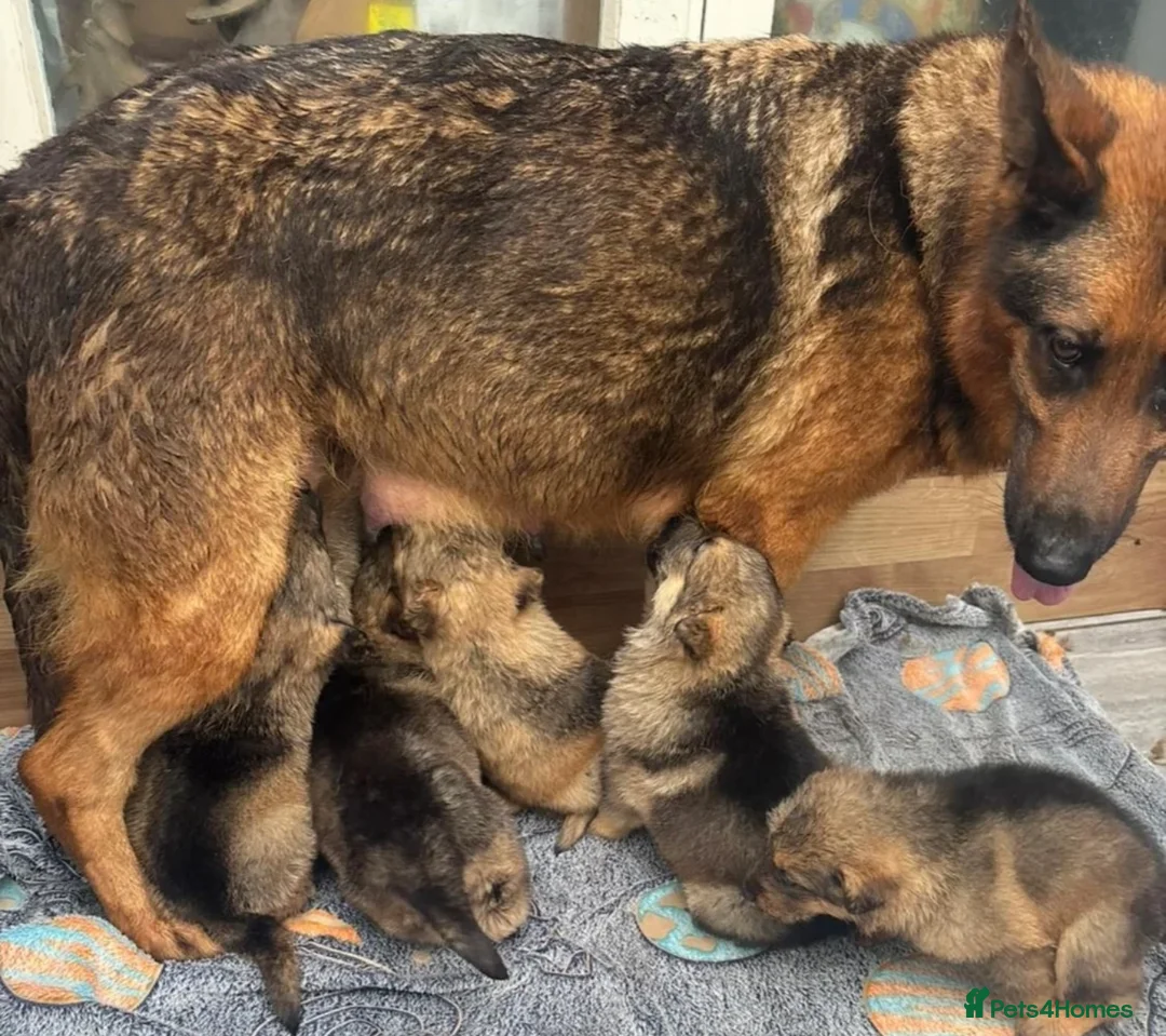 Mixed Breed dogs for sale: German Shepard x Alaskan Malamute Puppy in Peterborough - Advert 3