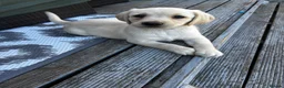 Labrador Retriever dogs for sale: 9 beautiful Labrador puppies  - Advert 10
