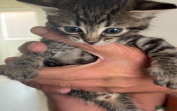 Mixed Breed cats for sale: Kittens for sale  - Image 6