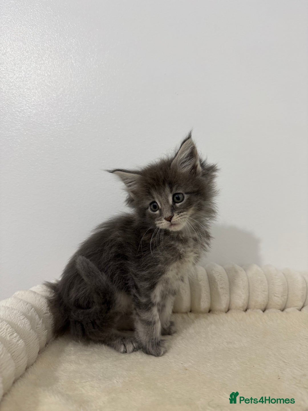 Maine Coon cats for sale: XL RUSSIAN CUBS 🇷🇺💙 - Advert 14