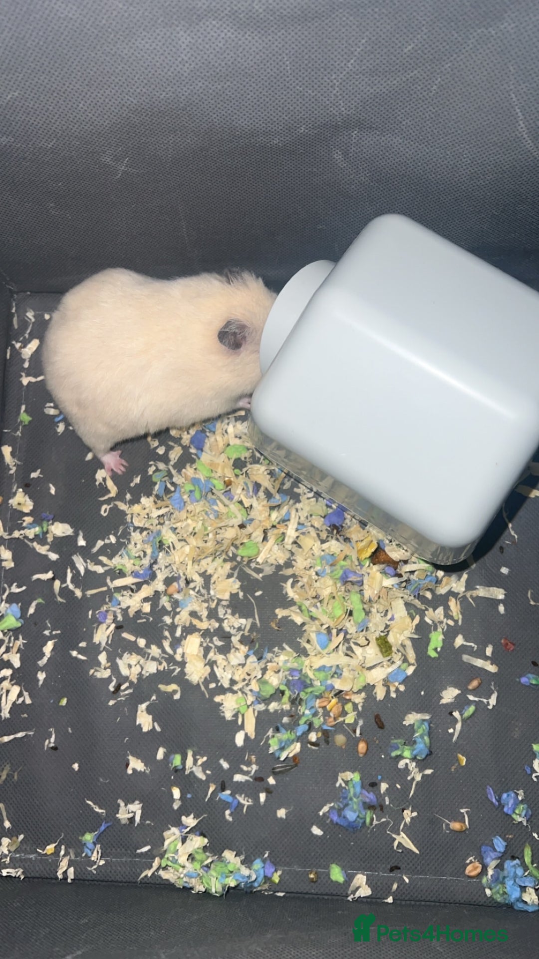 Hamster rodents for sale: Hamster Syrian male  - Advert 2