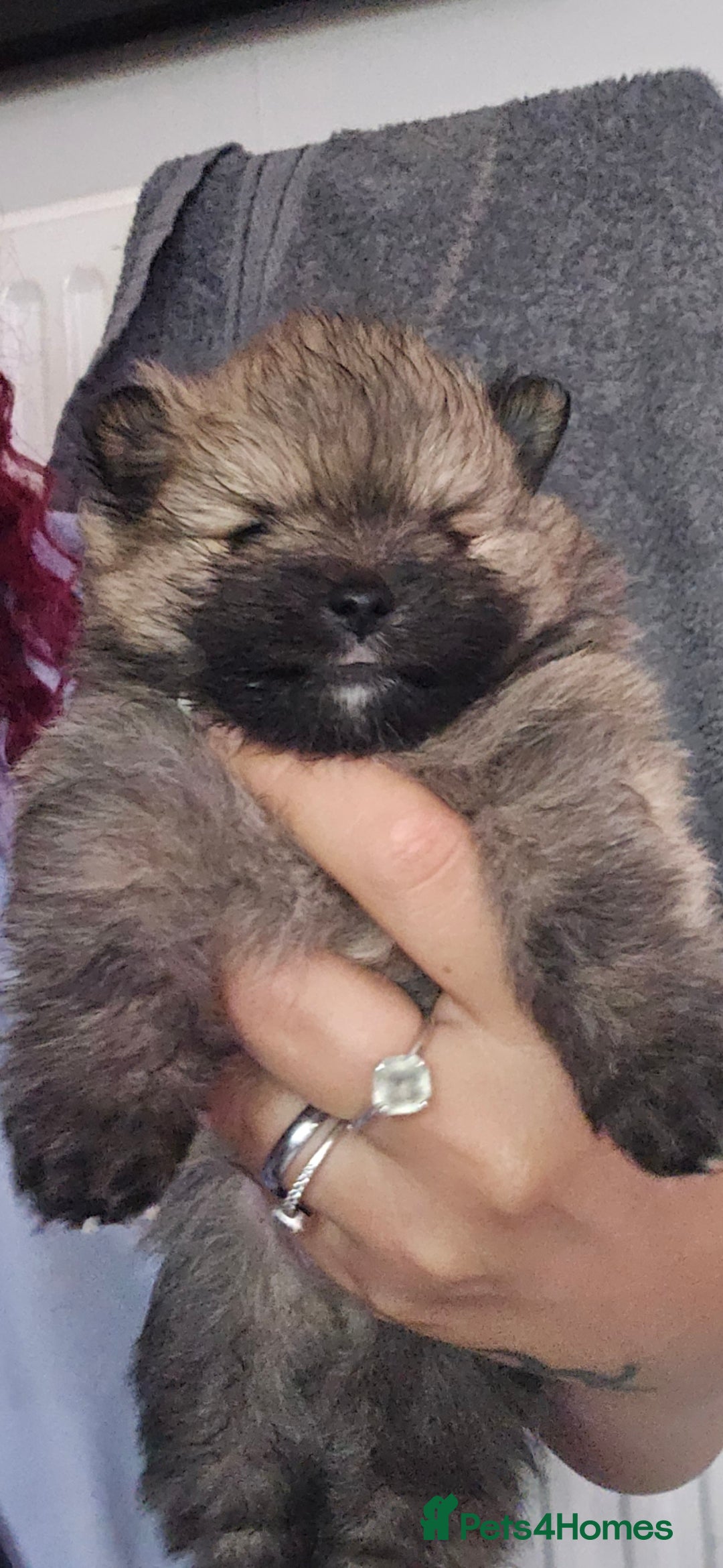 Pomeranian dogs for sale: Beautiful miniature Pomeranians  - Image 15