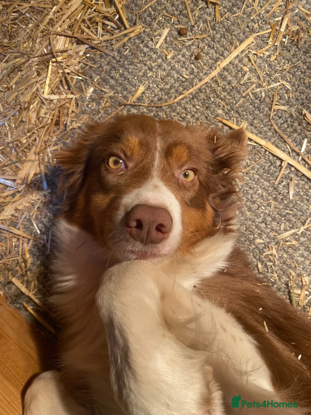 Border Collie dogs for sale: Roxy. 7 year old spayed female Border Collie  - Advert 2