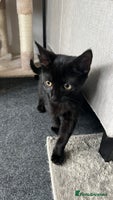 Mixed Breed cats - Advert 8