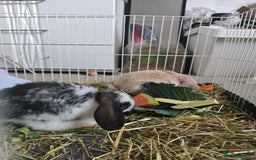 Mixed Breed rabbits for sale: 2 x Lop eared bunnies - Image 3