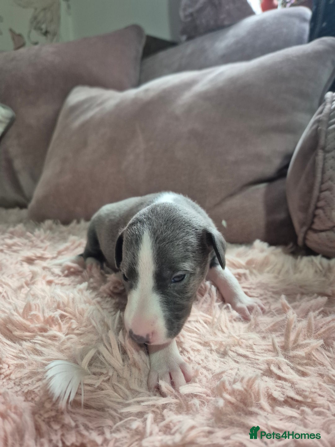 Whippet dogs for sale: Stunning KC Registered Blue Whippet Puppies - Image 4