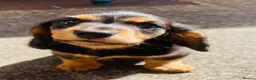 Miniature Dachshund dogs for sale: Black&Tan Puppies Looking for Their Forever Homes! - Advert 4