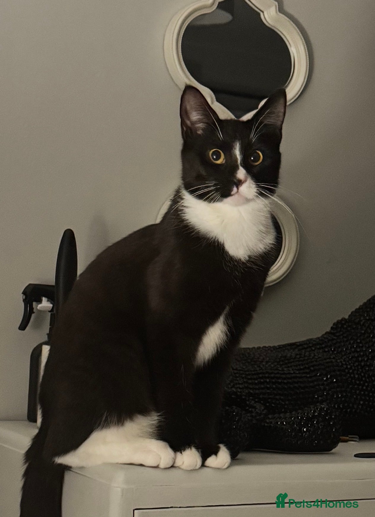 Mixed Breed cats Beautiful black and white cat very friendly - Advert 1