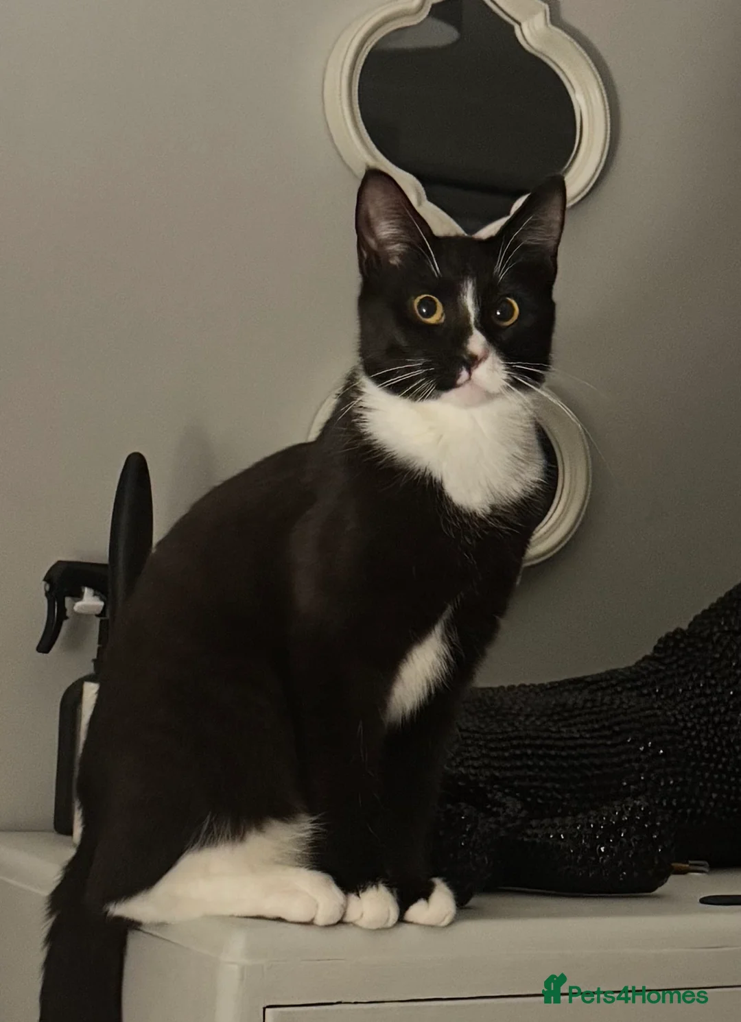 Mixed Breed cats for sale: Beautiful black and white cat very friendly - Advert 1