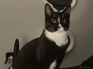 Mixed Breed cats Beautiful black and white cat very friendly - Advert 19