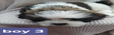 Mixed Breed 3