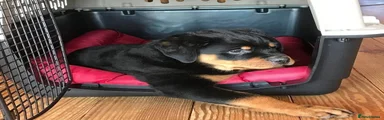 Rottweiler 2