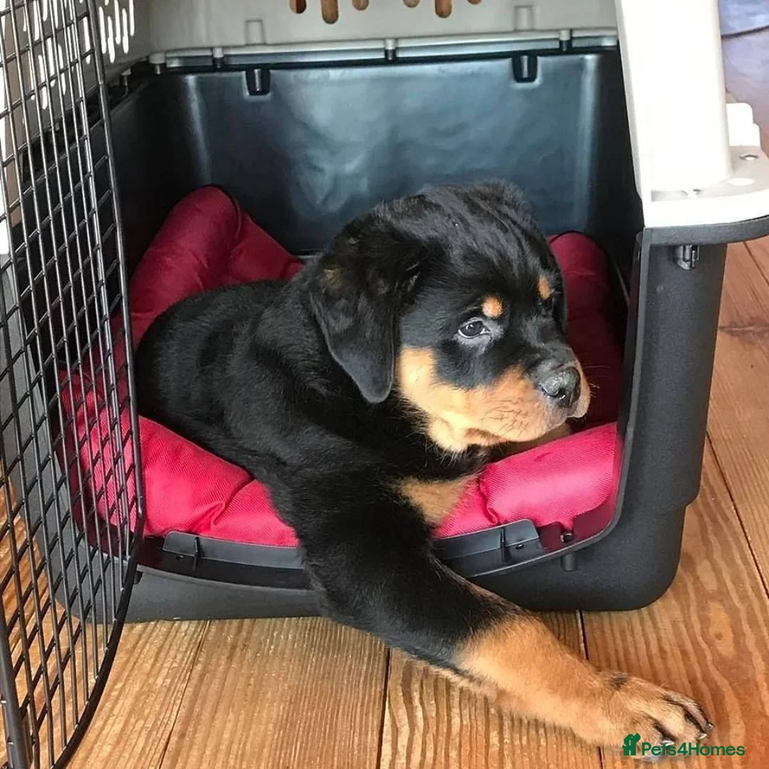 Rottweiler dogs for sale: Rottweiler Pups Loyal, Loving & Full of Character in London - Advert 2