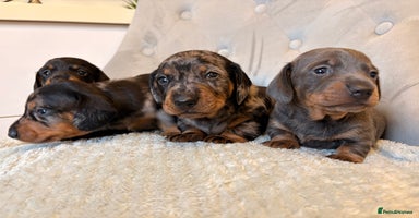 Miniature Dachshund dogs Miniature Dachshund - Advert 12