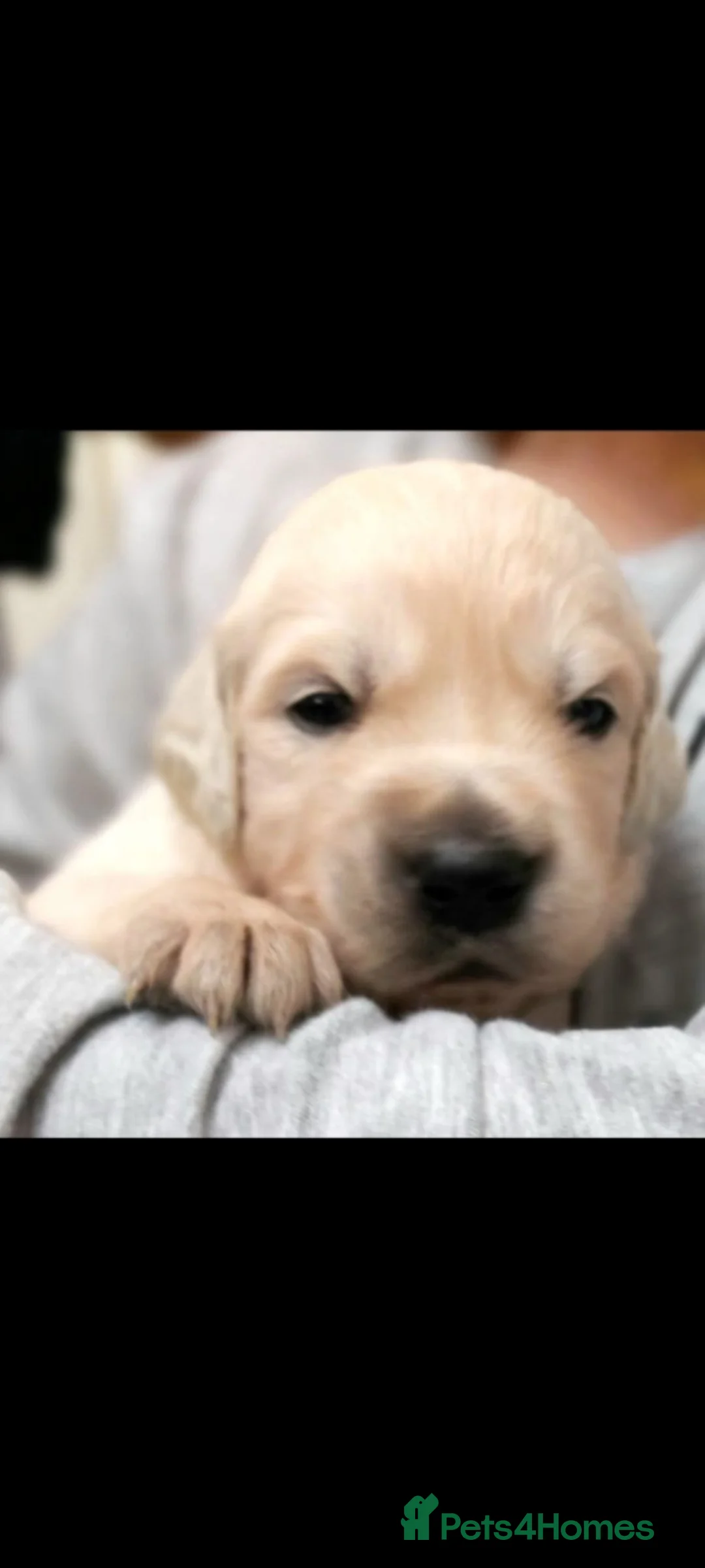 Golden Retriever dogs for sale: Golden Retriever pups looking for forever homes  - Advert 2